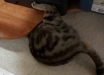 Using PowerShell to Save or Clone an Existing SharePoint Online Site to Publish a the Global Template to the "From Your Organization" Menu 